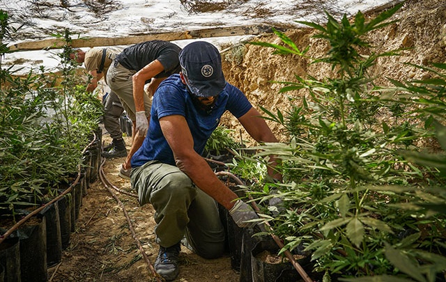 В Израиле нашли плантацию марихуаны